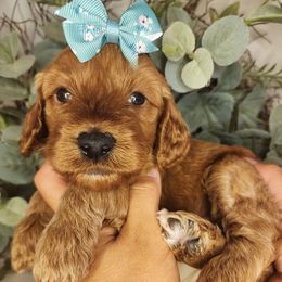 Peaches - Red female Cavapoo puppy in Roseville, California from Heavenly Goldendoodles