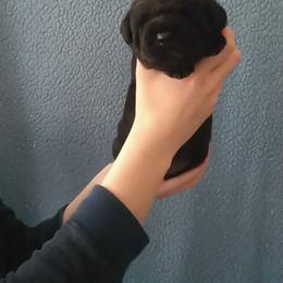 Muffin (Pink Collar) - Black female Labrador Retriever puppy in Prince George, Virginia from Kingdom Kenelz Labradors