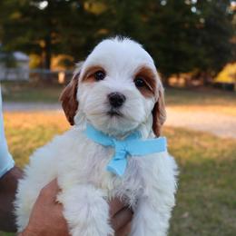 Goldie - baby blue - Parti female Goldendoodle puppy in Ruthorfordton, North Carolina from Duncan Doodles Goldendoodles
