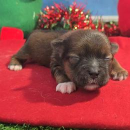 Glory - Black gold and white female Shorkie puppy in Aurora, Missouri from KnJ Precious Paws LLC
