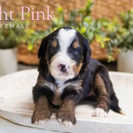 Light Pink - Tri-color female Bernedoodle puppy in Alpharetta, Georgia from Doodles of Buckhead