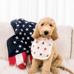 Petey - Gold male Australian Labradoodle puppy in Leonard, Texas from Laird Farms