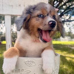 Coral - Blue merle female Miniature Australian Shepherd puppy in 32046, Florida from River Hill Ranch