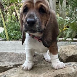 Baby pink - Black brown and white female Basset Hound puppy in Meyersdale, Pennsylvania from Susan's Basset Hounds