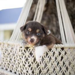 Elloree - Red tri-color female Australian Shepherd puppy in Harmony, North Carolina from Fox Aussies