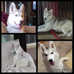 Pomsky and Siberian Husky All Grown Up from Hemlock Pines Pomsky