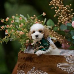 Moonstone - Parti male Maltipoo puppy in Deming, Washington from Heavenly Puppies to Love