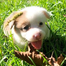 Cookie - White and red female Pembroke Welsh Corgi puppy in Aleppo, Pennsylvania from Donna's Corgis