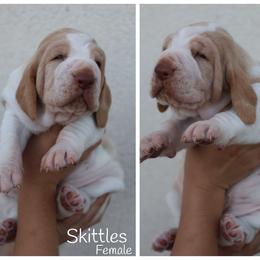 Skittles - White and orange female Bracco Italiano puppy in New Mexico from HighBrassGunDogs