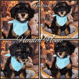 Nathan - Black tri-color male Aussiedoodle puppy in Prescott Valley, Arizona from Ramirez Family Doodles