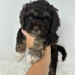 Brown collar boy - Brown and tan male Cockapoo puppy in Oologah, Oklahoma from Timber Hills Poodles and Doodles
