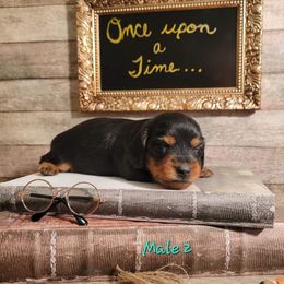 Dachshund Puppies from Brown's Valley Dachshunds