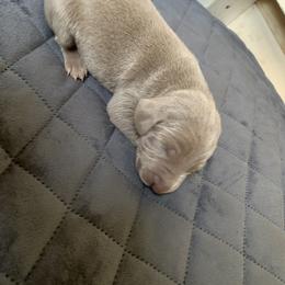 Weimaraner Puppies from Golden Hill’s Weimaraner’s