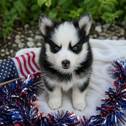 Nova - Black and white female Pomsky puppy in Kittredge, Colorado from Rocky Mountain Pomskies