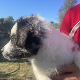Nike - Blue merle male Miniature Australian Shepherd puppy in Oroville, California from Puppy Love Ranch Mini Aussies