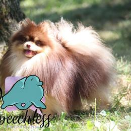 Tazz - Pomeranian
