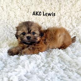 AKC Lewis - Red male Shih Tzu puppy in Greenville, South Carolina from Babyface Shih Tzu