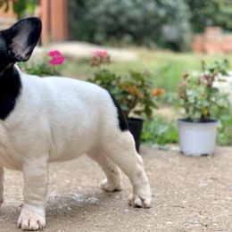 French Bulldogs from Diane Lattimer