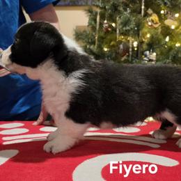 Fiyero - Brindle and white male Cardigan Welsh Corgi puppy in Cumby, Texas from Windmill GSD and Cardigan Welsh Corgis