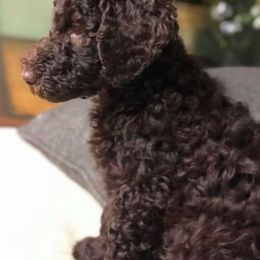 Poodle Puppies from Ashton’s Standards