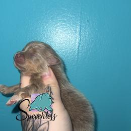 Ellie-5000.00 dollars - Lavender female Pomeranian puppy in Perry County, Ohio from Speechless Pom’s