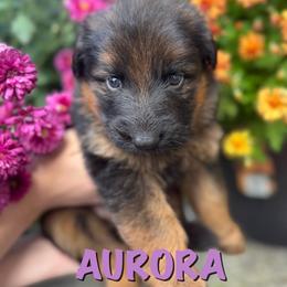 Aurora - Black and red female German Shepherd puppy in Graham, Washington from Wildeflecken Shepherds