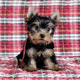 Jackson - Blue and gold male Yorkshire Terrier puppy in Pinellas Park, Florida from Silversands Yorkshire Terriers