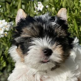 Alaska (girl2) - Biewer Terrier puppy in California from YorkTown California Biewers