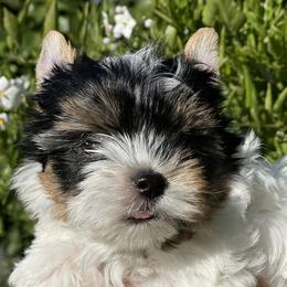 Alaska (girl2) - Biewer Terrier puppy in California from YorkTown California Biewers