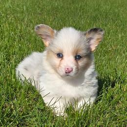 BLUEBERRY (Merle) fluffy tail docked - Blue merle and white male American Corgi puppy in Walker, Iowa from Double K Corgis