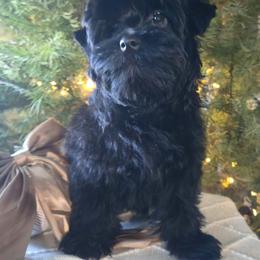 Milo - Parti male Yorkshire Terrier puppy in Jacksonville, Florida from Lisa's Yorkshire Terriers