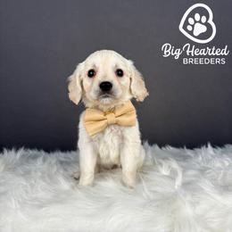 Woody - Cream male Companion Cross puppy in Utah County, Utah from Big Hearted Breeders