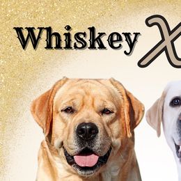 Labrador Retrievers from Pride Rock Labradors