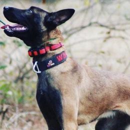 Belgian Malinois and Dutch Shepherds from E&H Working dogs