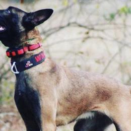 Belgian Malinois and Dutch Shepherds from E&H Working dogs