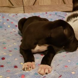 Great Dane Puppies from HCC Great Danes