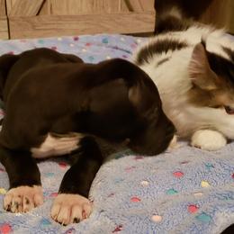 Great Dane Puppies from HCC Great Danes
