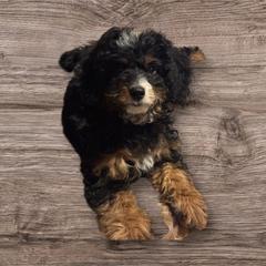 Misty - female Golden Mountain Doodle puppy in Murrieta Ca, California from Gloria's Goldendoodles