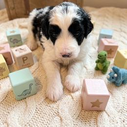 Boy 2 - Black and white male Bernedoodle puppy in Yale, Michigan from Bechtels beautiful doodles