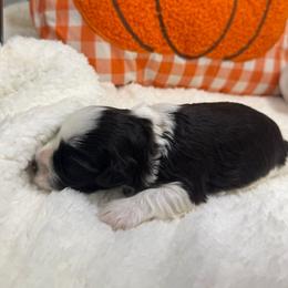 Merle- Brown collar boy - Parti male Miniature Schnauzer puppy in Oneonta, Alabama from Murphree Valley Kennels