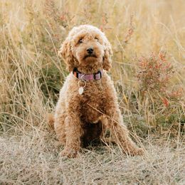 Piper - Labradoodle