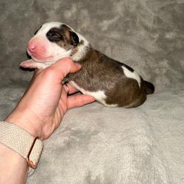 Girl 6 - Brindle and white female Bull Terrier puppy in Trussville, Alabama from Alabama Bull Terriers