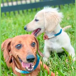 Dachshund Puppies from Meldox