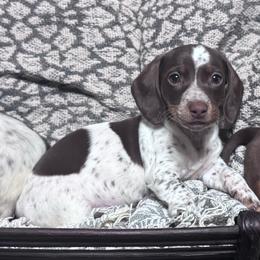 Mini moo - Piebald female Dachshund puppy in North Fort Myers, Florida from Trust Fund Devil Kennel