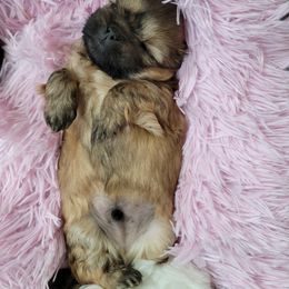 Shih Tzu Puppies from Chimera Shih Tzu