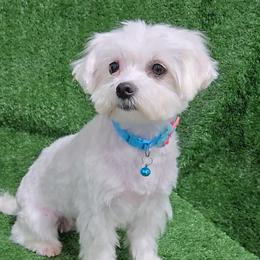 Peggy - Maltese