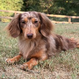 Thor - Dachshund