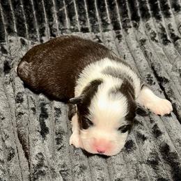 Jabba - Black and white male Aussiedoodle puppy in Castalia, Iowa from K&K Kennels