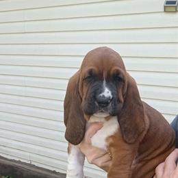 Long Tall Sally - Brown black and white female Basset Hound puppy in Imler, Pennsylvania from Happy Hounds