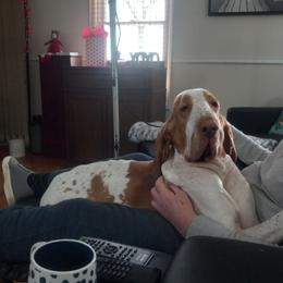 Bracco Italiano puppies from Bracco Dynasty